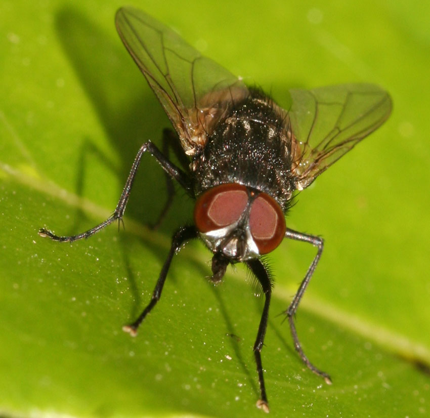 Musca autunnalis ♂ (Muscidae)